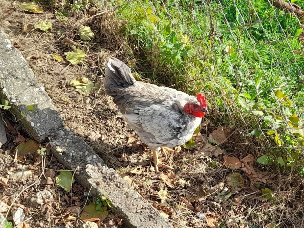 Erdlyi kopasz kakas