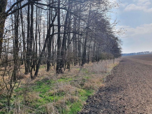 Erd� ter�let, patak parton elad�