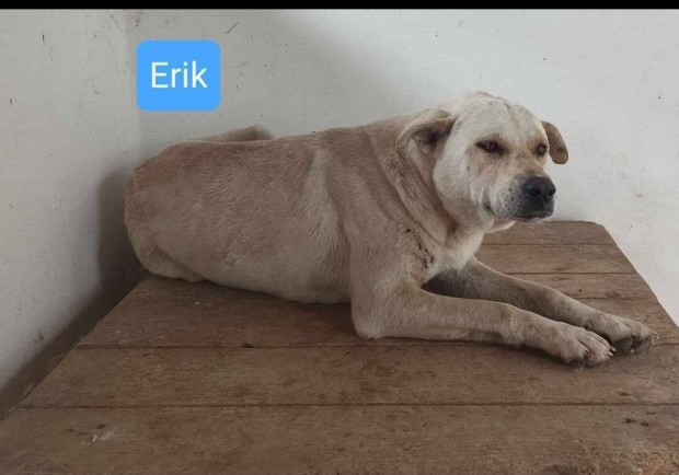 Erik: 3 ves kan.rkbe fogadhat