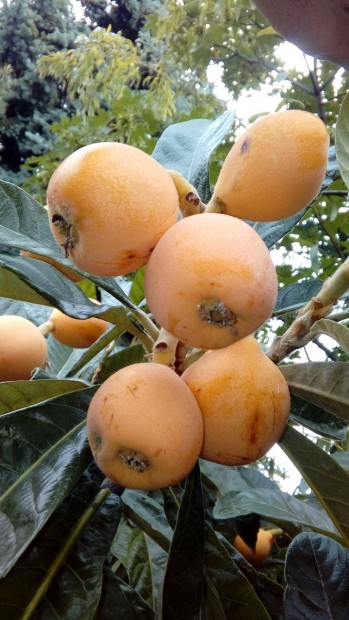 Eriobotrya japonica, Loquat, japn naspolya