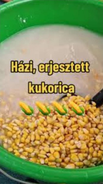 Erjesztett kukorica 