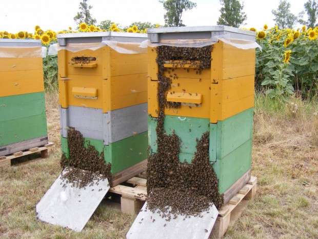 Erős méhcsaládok 1/2 NB kereten méh méhek méhcsalád méhészet eladó