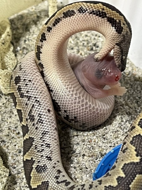 Eryx conicus érdes homoki boa, kígyó eladó
