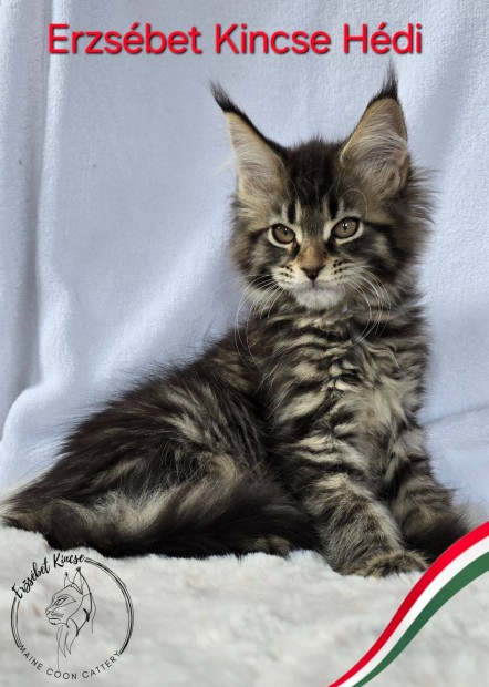 Erzsébet Kincse Hédy törzskönyves Maine Coon kislány