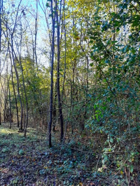 Eszteregnyei 4100 nm-es telek elad�