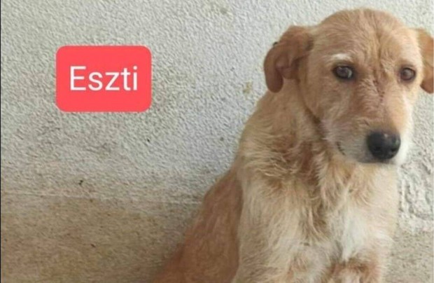 Eszti: 2 ves szuka rkbe fogadhat