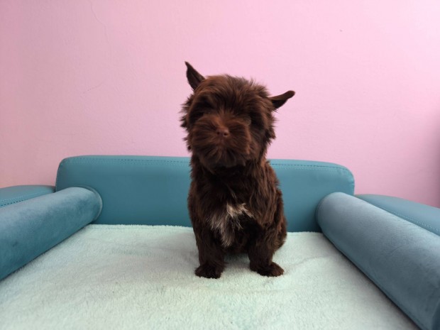 Ét csoki yorkshire terrier