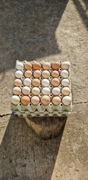 tkezsre illetve keltetsre alkalmas tojsok eladak