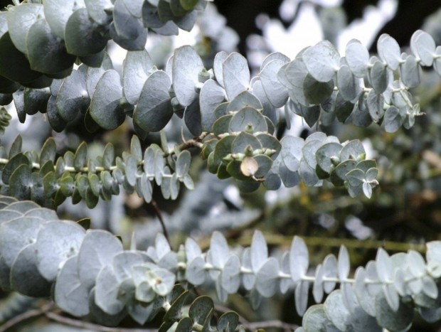 Eukaliptusz palntk - hzhoz szlltssal is