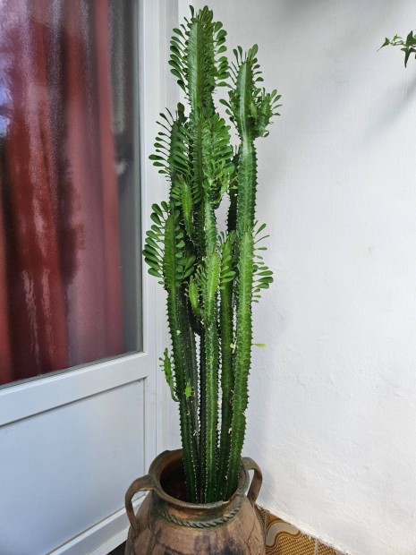 Euphorbia Trigona elad