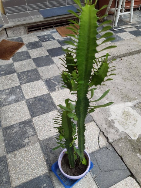 Euphorbia kaktusz, Kutyatej