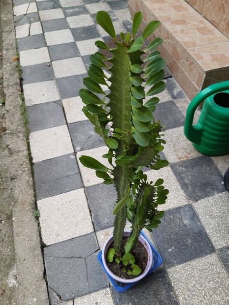 Euphorbia kaktusz, Kutyatej, dupla t!
