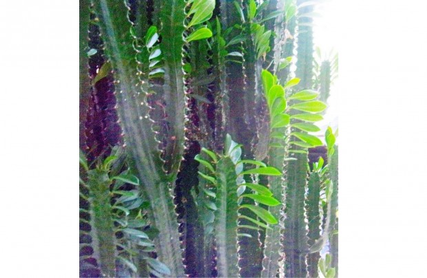 Euphorbia kutyatej kaktusz hajtsok jpest kzpont kzelben