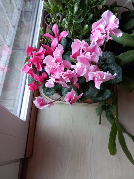 �vel� most vir�gz� nagy vir�g� cikl�men