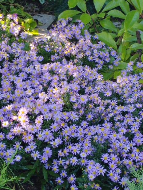 vel szirzsa halvnylila, Aster, cserpben