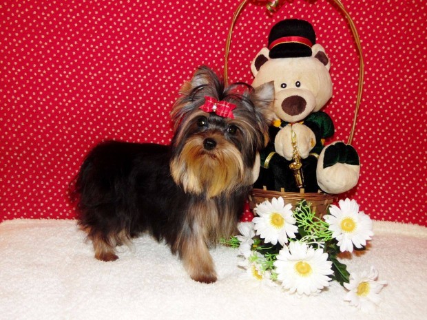 Extra-mini Yorkshire terrier, Yorki összes oltással, törzskönyvvel!