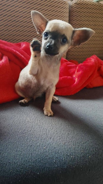 Extra mini csivava kiskutya eladó