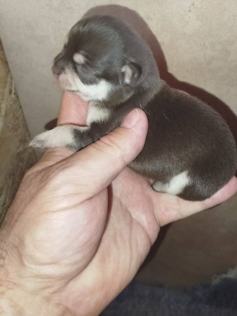 Extra mini és mini csivava fajtiszta jellegű kiskutyák