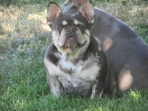 Extra minsg choco and tan merle francia bulldog szuka