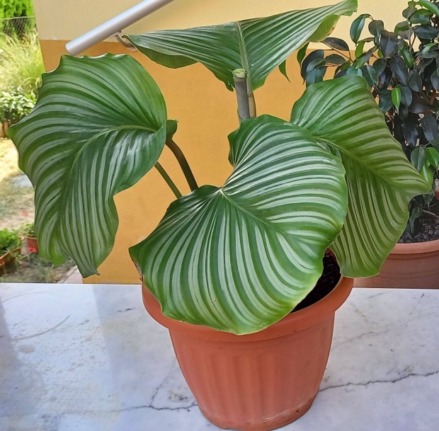 Extra nagy level Zebralevl, Calathea Orbifolia