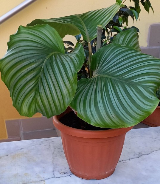 Extra nagy level zebralevl, vagy kerek level calathea