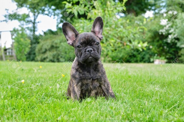 Extra pici Törzskönyves Francia bulldog kislány