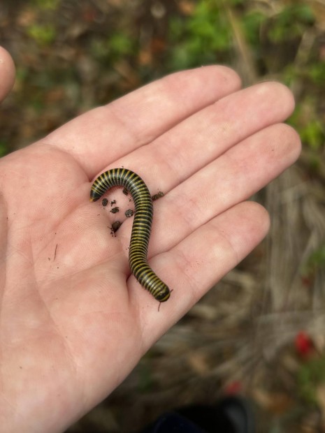 Ezerlbak (Anadenobolus monilicornis) 