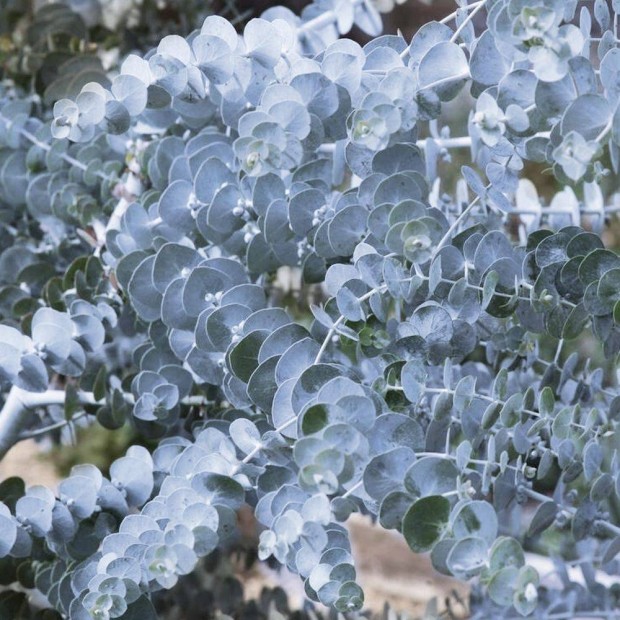 Ezst dollr havasi eukaliptusz (Eucalyptus gunnii Silver Dollar)