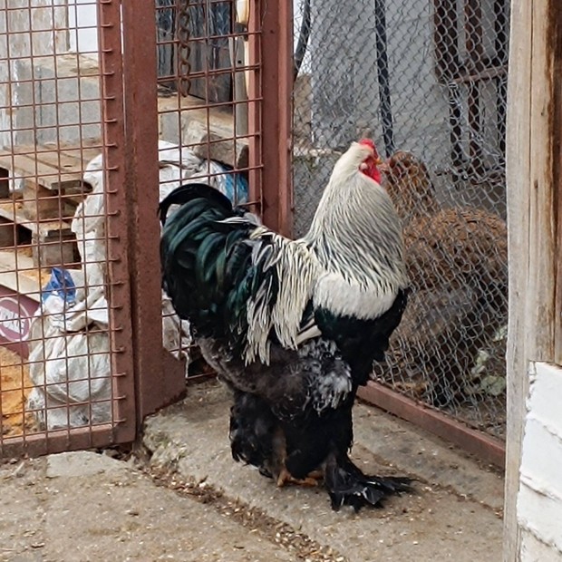 Ezustfogoly Brahma