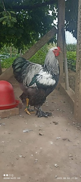Ezüst fogoly brahma kakasok