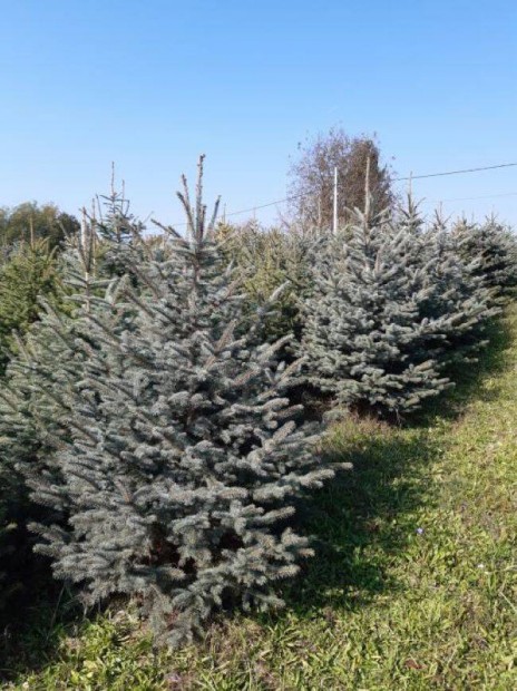 Ezstfeny, ezst feny, picea pungens glauca