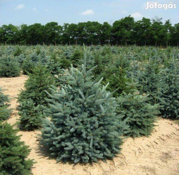 Ezüstfenyő, ezüst fenyő, picea pungens glauca, fenyőfa, karácsonyfa