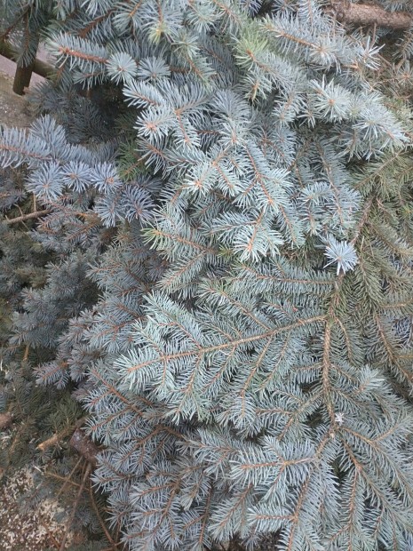 Ez�stfeny� koszor�nak ingyen elvihet�