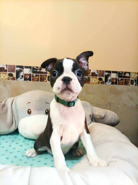 FCI trzsknyves Boston terrier kislny s kisfi gazdira vr