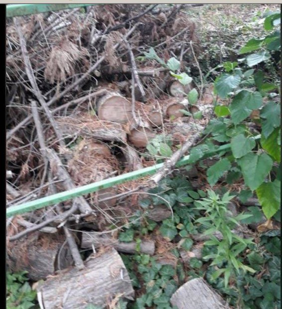 Fa eladó 2 óriás leilandi ciprus faanyaga ágak nélkül