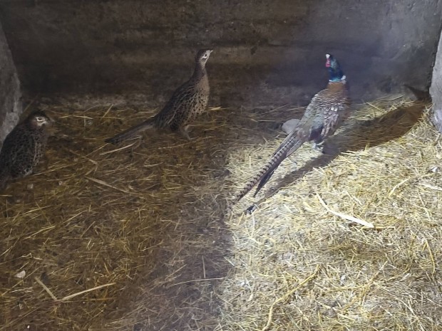 F�c�ntri� elad�!