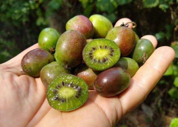 Fagytr, kopasz minikiwi Issai (Actinidia arguta)