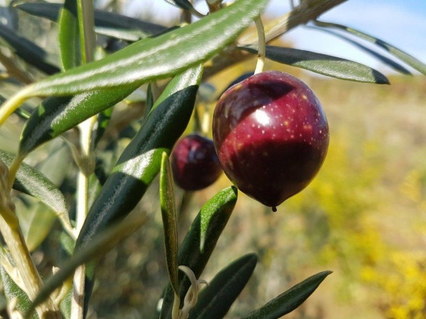 Fagytűrő olajfa (olea europaea, olívafa)