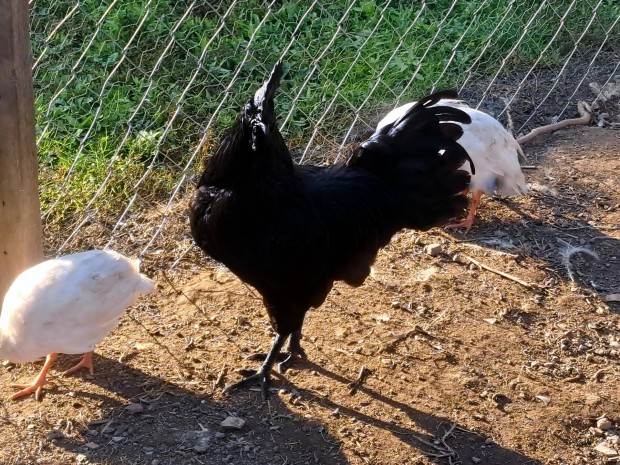 Fajtatiszta Ayam Cemani kakas(8 hnapos)