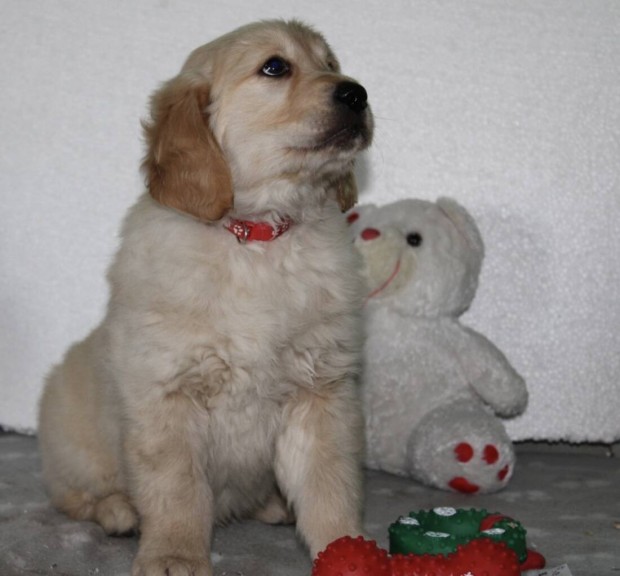 Fajtatiszta Golden Retriever 