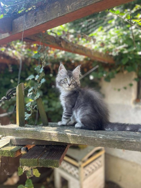 Fajtatiszta Maine Coon kiscica Tenyszttl Trzsknyvvel