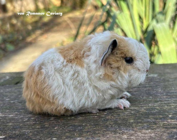 Fajtatiszta Texel Tengerimalac kislny Gazdit keres