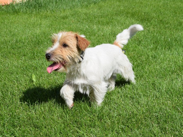 Fajtatiszta, trzsknyvezett jack russel / jack russell terrier