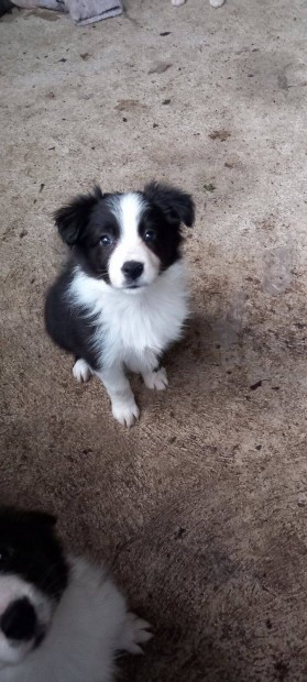 Fajtatiszta jelleg Border Collie kiskutyk elvihetk