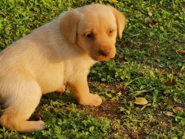 Fajtatiszta jelleg Labrador kiskutya ingyen elvihet 