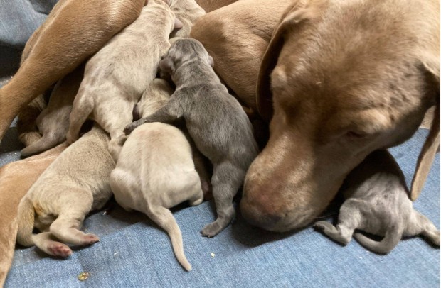 Fajtatiszta jelleg Weimri vizsla kiskutyk foglalhatak :)