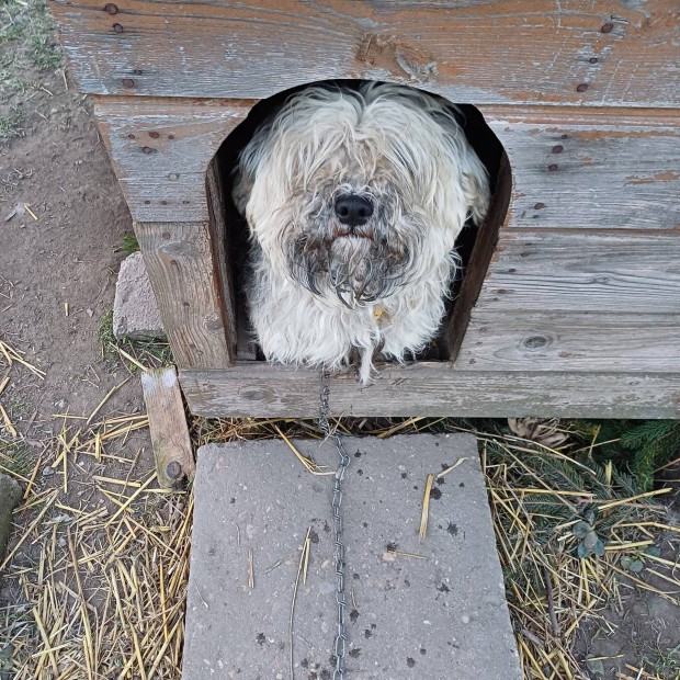 Fajtatiszta jelleg, chipes trikolor havanese-puli keverk kutyus 