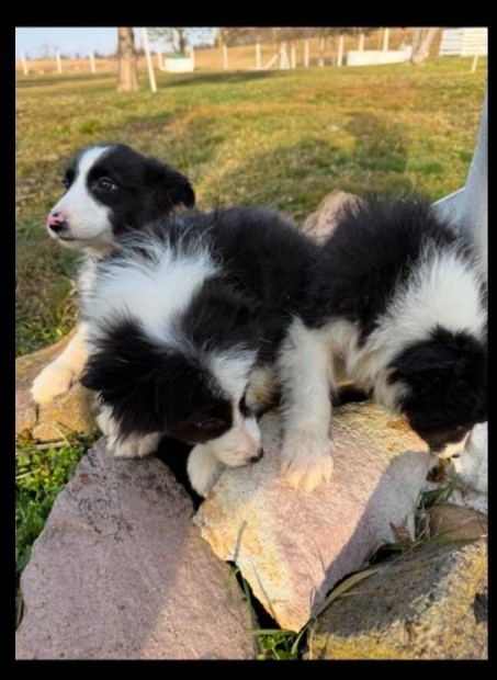 Fajtatiszta jelleg border collie kiskutyk