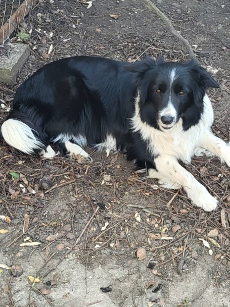 Fajtatiszta jellegű border collie szuka