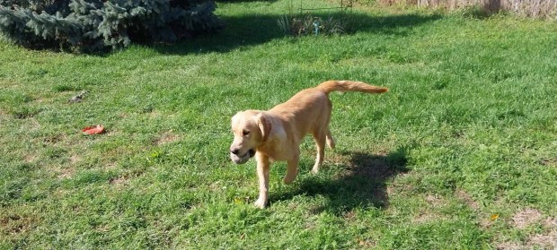 Fajtatiszta jelleg golden retriever